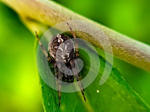 Aculepeira ceropegia, the oak spider, is an orb-weaving spider species belonging to the family Araneidae.Â 